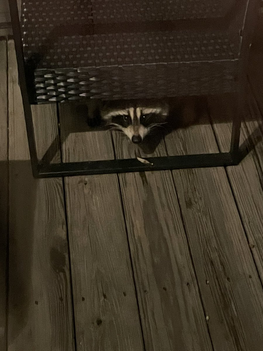 Yasmine Raddassi 🇲🇦🇲🇦🇲🇦 (ياسمين) tweet media