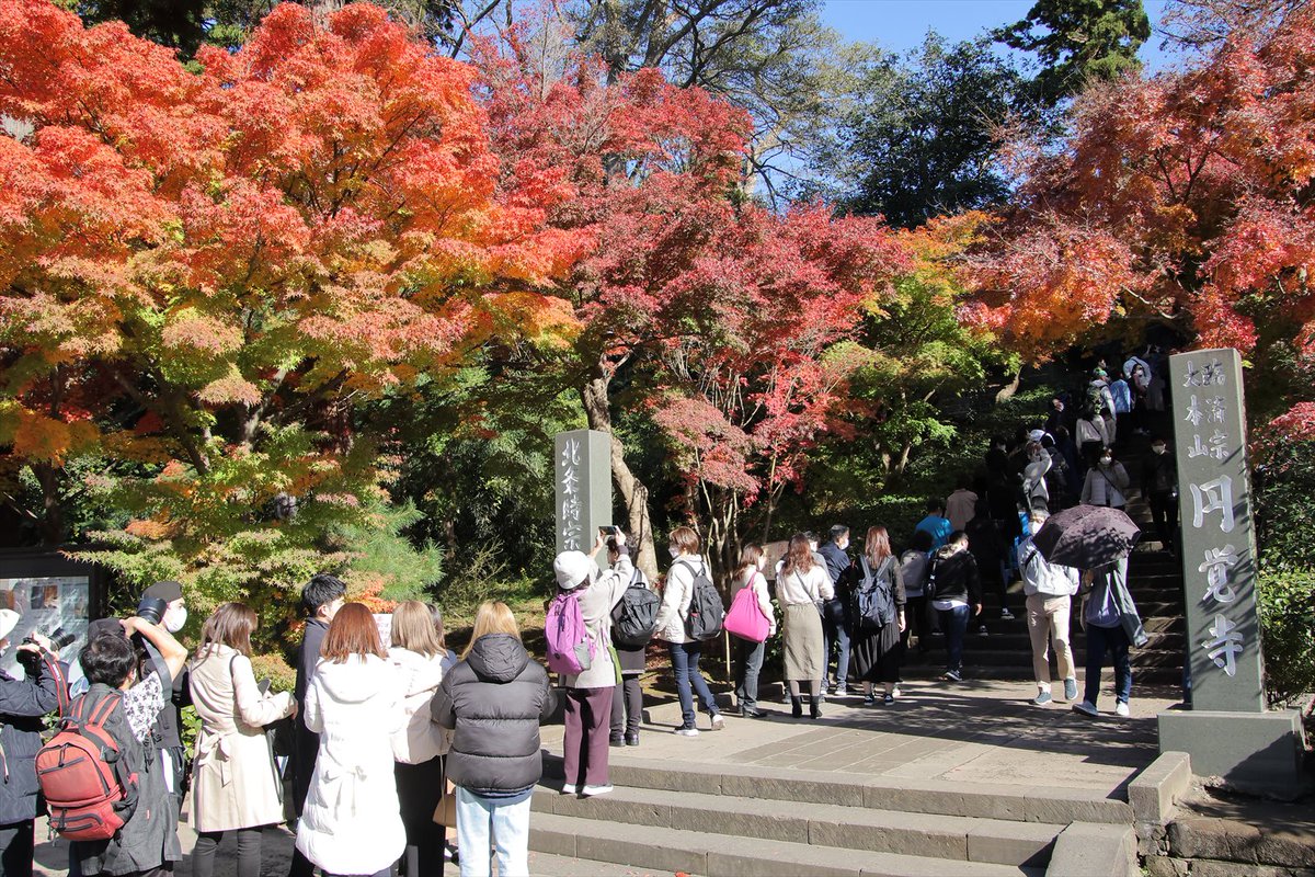 minato05032's tweet photo. 鎌倉の紅葉１１／２７（日）の映像です。
円覚寺、浄智寺、長寿寺、鶴岡八幡宮
長谷寺で、いずれも見ごろでした。
長谷寺のライトアップは１２／１１（日）
までです

【写真】
横浜国際仮装行列写真館
https://t.co/MyBC6Mcd4A
【動画】
https://t.co/XqsfTvsIwR https://t.co/SsghyMF9jT