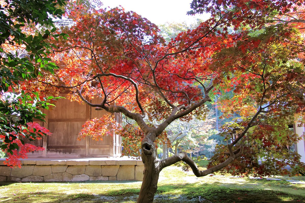 minato05032's tweet photo. 鎌倉の紅葉１１／２７（日）の映像です。
円覚寺、浄智寺、長寿寺、鶴岡八幡宮
長谷寺で、いずれも見ごろでした。
長谷寺のライトアップは１２／１１（日）
までです

【写真】
横浜国際仮装行列写真館
https://t.co/MyBC6Mcd4A
【動画】
https://t.co/XqsfTvsIwR https://t.co/SsghyMF9jT