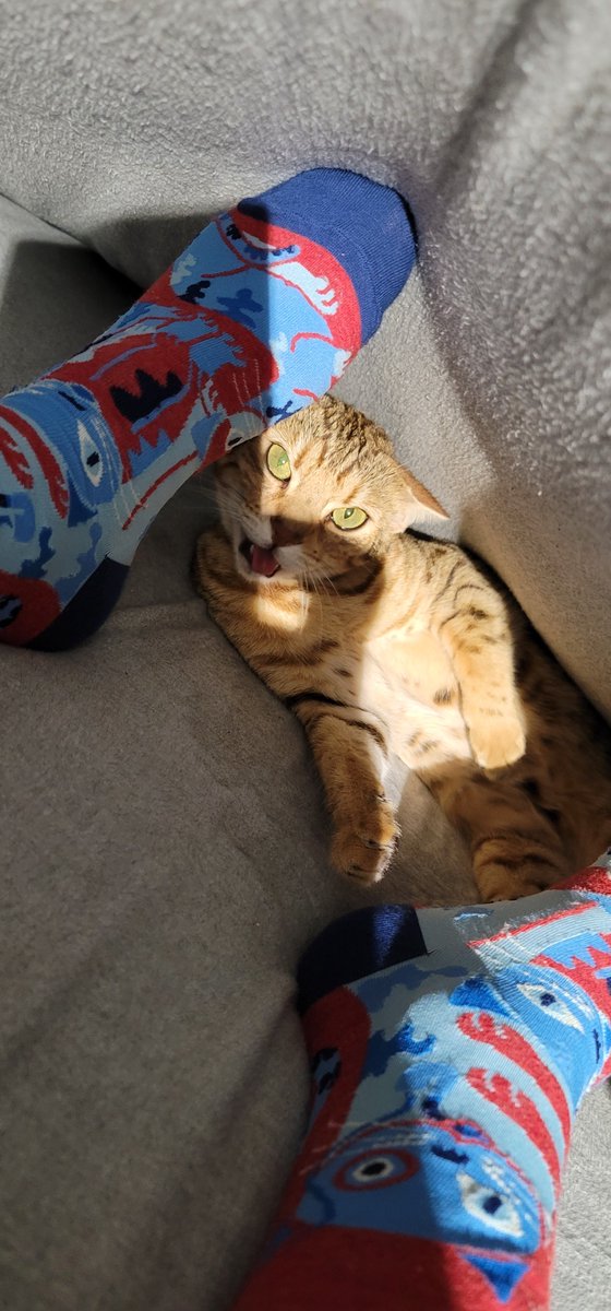 Stonz_camp's tweet photo. Meownight ๐ป Den time, and happy #meowmonday โค๏ธ I hope everyone enjoyed the day. A new week ahead, I hope everyone stays safe sleeps and meows well ๐๐ป๐...
#CatsofTwitter #cats #bengalcat #meowpositive2022 https://t.co/ylTGxGvQrT