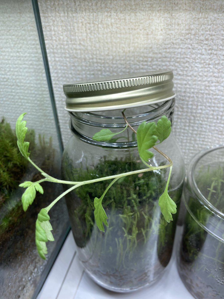 これは何の植物だろう❓🤔🌱
コケリウムに勝手に生えて来た謎の植物🪴
＃コケリウム
＃苔