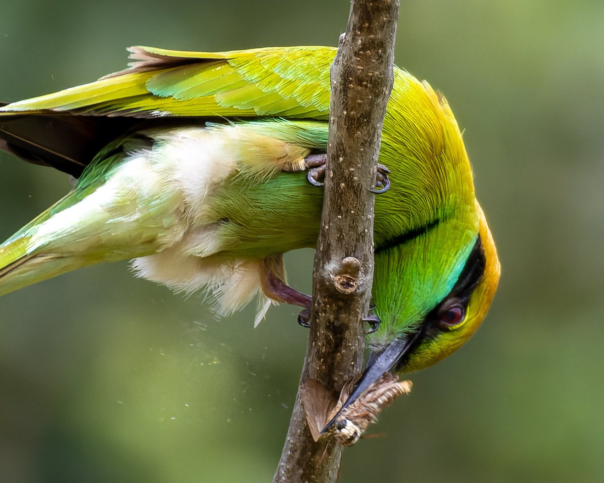 When it comes to meal, it means no mercy. Not a good day for this moth #titlituesday #indiAves #greenbeeeater #mealtime #natgeoindia #birdphotography #birding #BirdsOfTwitter #BirdsSeenin2022 #BBCWildlifePOTD