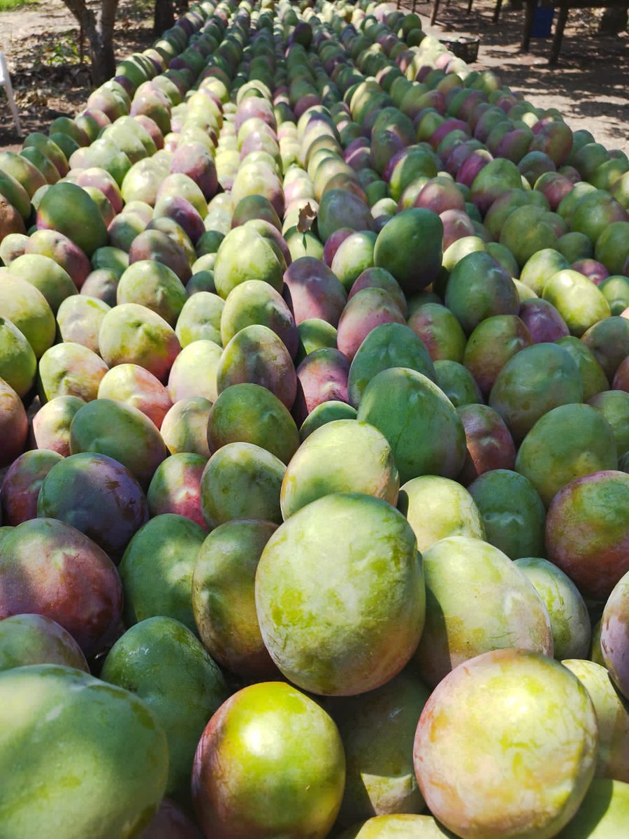 Seleccionando Mango de la variedad #TommyAtkins que se produce muy bien en nuestra Comuna, que luego se exportará a mercados internacionales
<a href="/PMGuayas/">Pueblo Montubio Guayas</a> <a href="/AgriculturaEc/">Agricultura y Ganadería Ecuador 🇪🇨</a> 
#Petrillo #Guayas #Ecuador