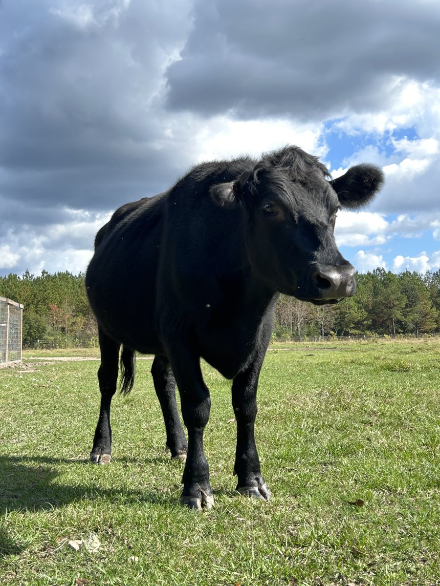 ERrescue's tweet photo. November has been tough for us &amp; our food supply is dangerously low. Please consider donating to our sanctuary for Giving Tuesday! Our animals thank you 💚

https://t.co/T2j5rAX2e8 https://t.co/dNpvAxYKI6