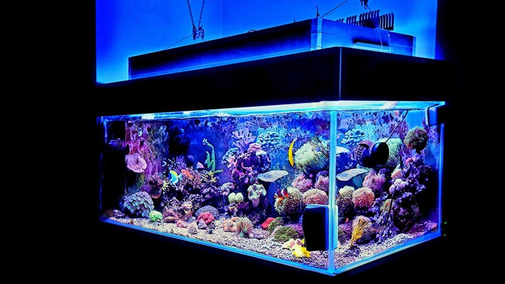 BackyardBella's tweet image. Can You Use a Garden Hose to Fill An Aquarium?
#fish #fishtank #pets #gardenhose #hose #backyard #housekeeping #homeandgarden #aquarium
Read the full article
👇👇👇👇👇👇👇👇

backyardbella.com/faqs/use-a-gar…