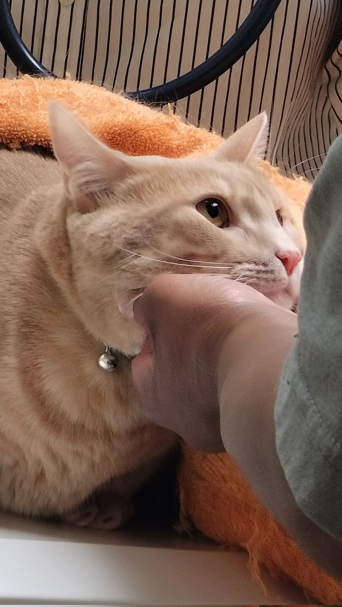 kirby_pov's tweet photo. Went to the Vet: 17 months old officially my "BIG BOY" visit. Mommy had to calm me down. #KirbysPOV #LosGatosDeTwitter #CatsOnTwitter #AtTheVet #CritterFixers #ACatsLife https://t.co/gCZf9MzBg6