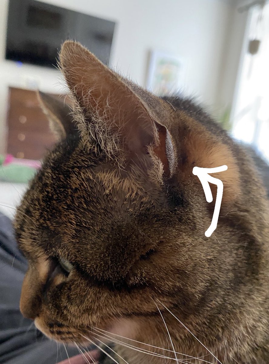 Me to my cat: I love your ears.
My cat: thanks, they come with pockets!