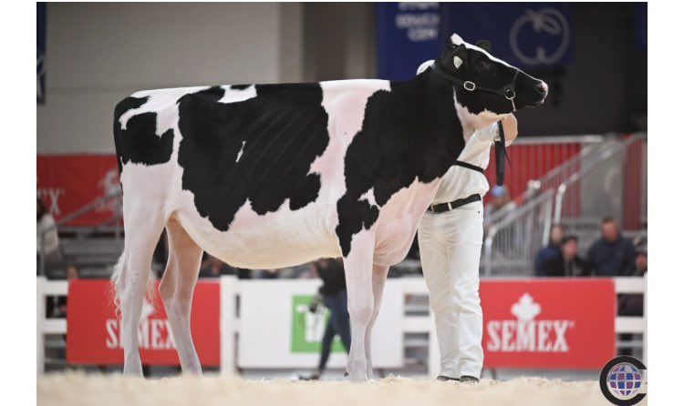 ⭐️Kingsway Alligator A Twix⭐️ 1st Winter Yearling and Jr Champion at the Royal, owned by Velthuis 🔹To our knowledge Twix is the only heifer to be Jr. Champion heifer 3 times at the International show “WDE” , and the Canadian National show “Royal”.