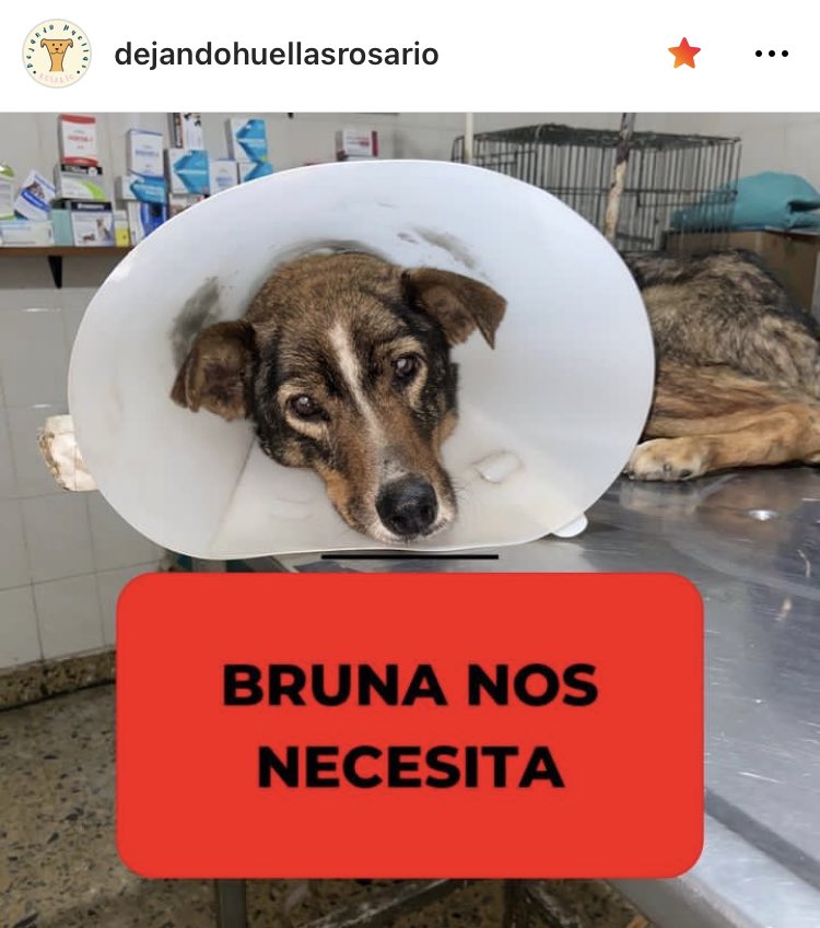 Dejando Huellas Rosario tweet media