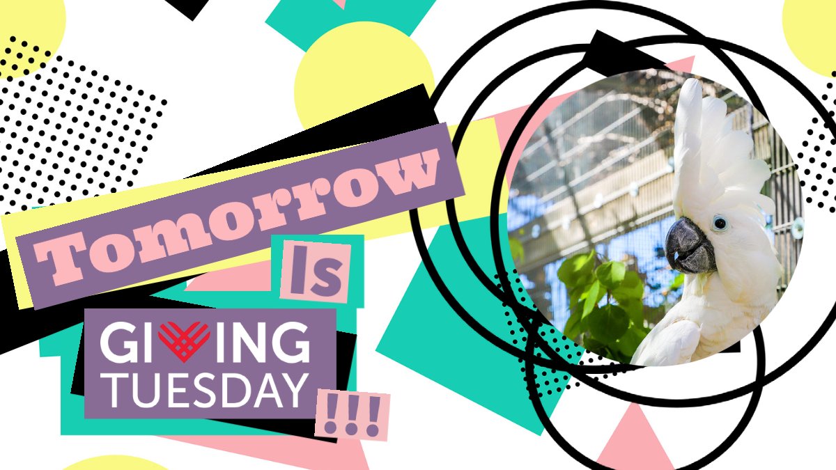 Adoptions and Calendars and Updates, Oh My!🐦 - mailchi.mp/thegabrielfoun…