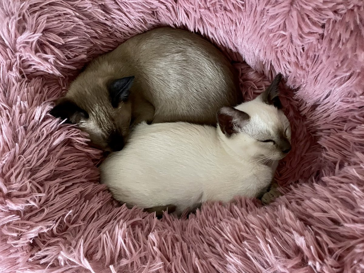 Simon Devine tweet media