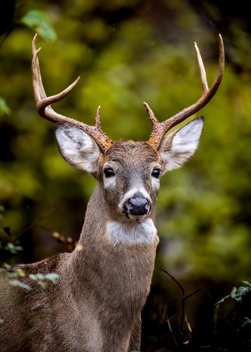 Whitetail Buck #CanonFavPic  #wildlife #deer #EOSR5  #virginia #virginiawildlife