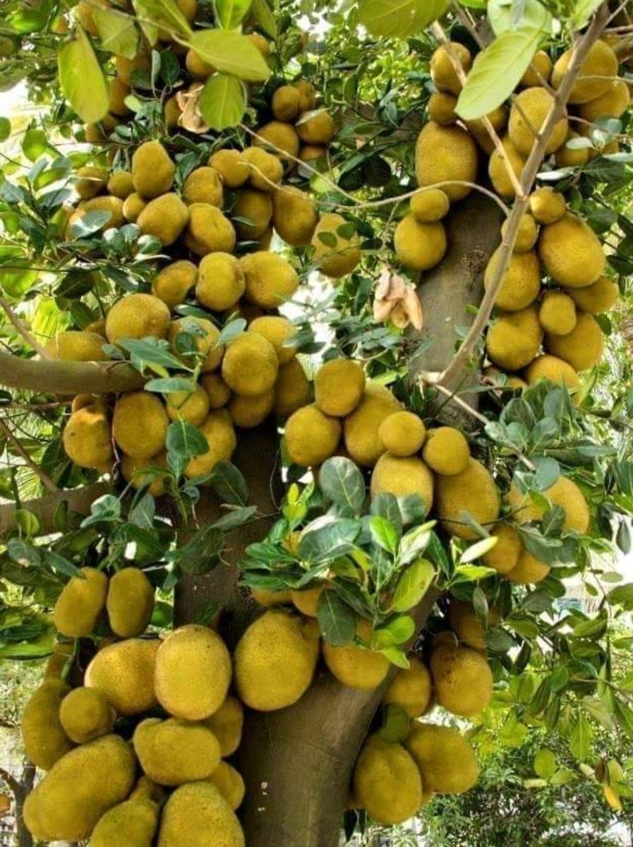 MigaddeBlick's tweet photo. During Higher levels of food insecurity and hunger, women and girls experience sexual and physical violence. At such hard times, having fruits apples will surpliment diets. Planting fruit trees will increase food security and reduce violence against women. #foodforclimate https://t.co/0UIzZSXQiN