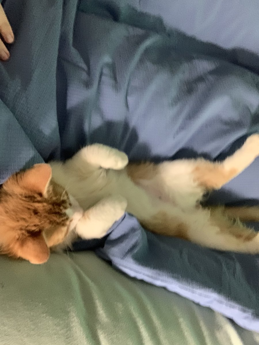 captinmojo's tweet photo. I got a cat a week ago and I already love him with all my heart. His name is Murphy https://t.co/ladbU6jgHq