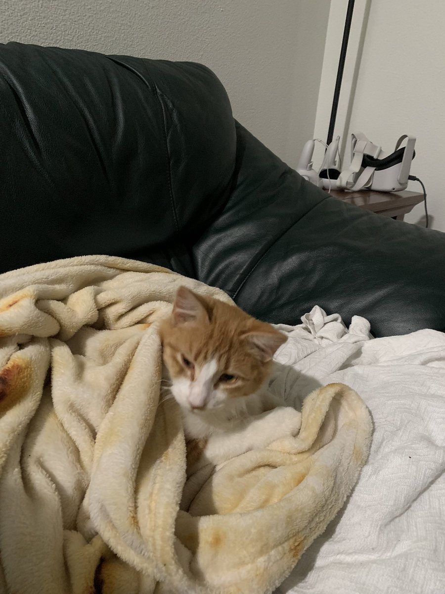 captinmojo's tweet photo. I got a cat a week ago and I already love him with all my heart. His name is Murphy https://t.co/ladbU6jgHq