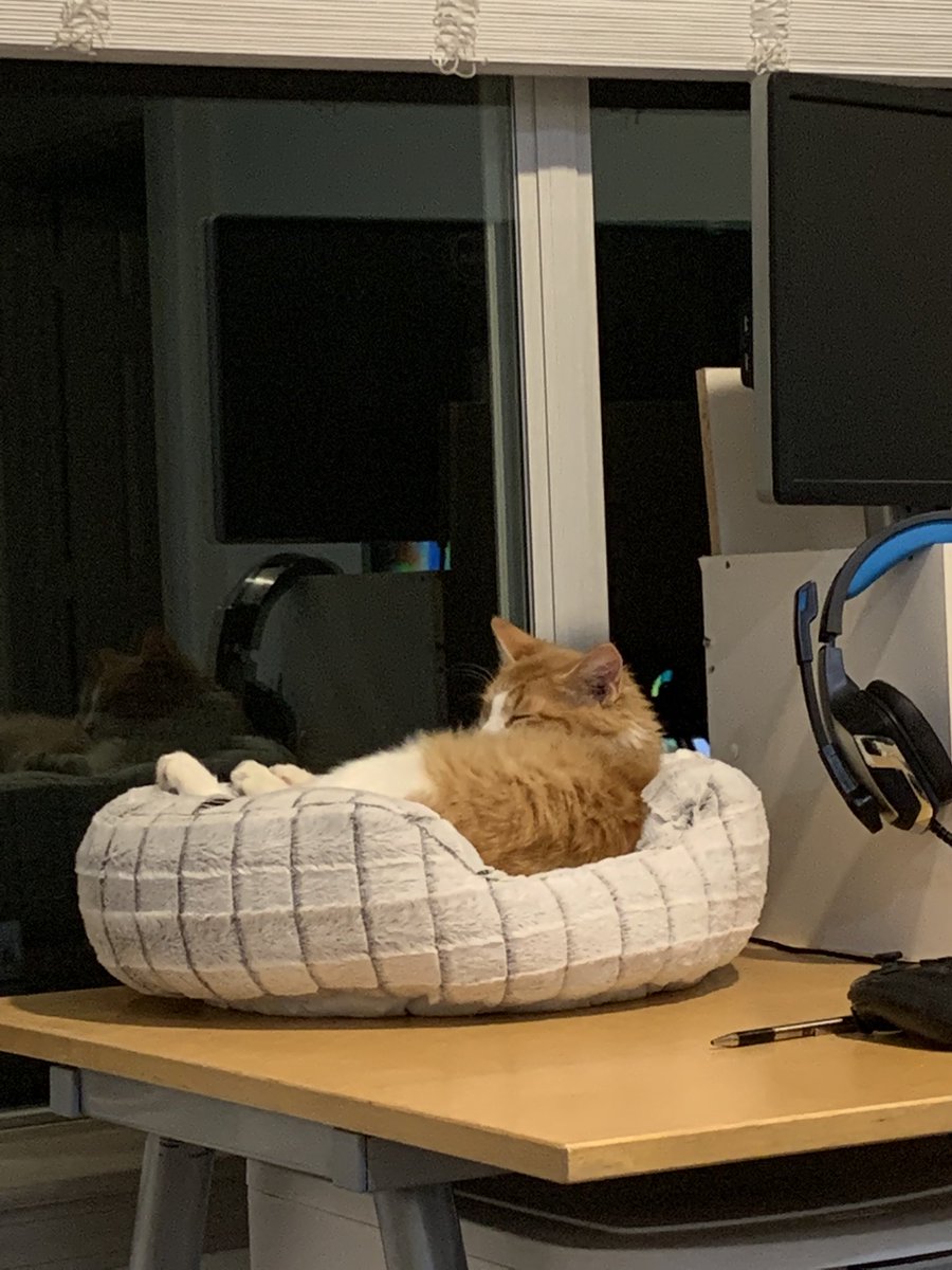 captinmojo's tweet photo. I got a cat a week ago and I already love him with all my heart. His name is Murphy https://t.co/ladbU6jgHq