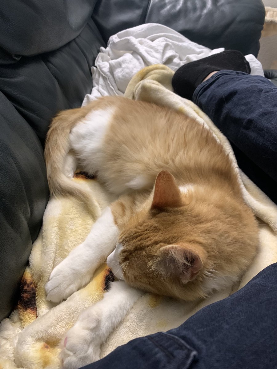 captinmojo's tweet photo. I got a cat a week ago and I already love him with all my heart. His name is Murphy https://t.co/ladbU6jgHq