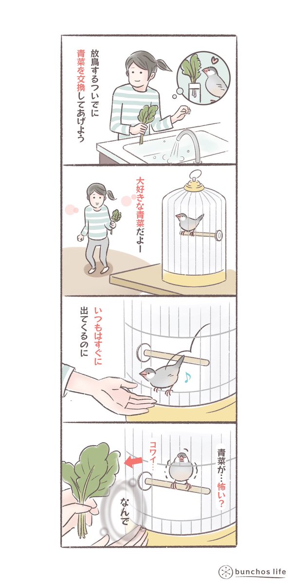 ケージに設置してある青菜は喜んで食べるのに定位置に着くまで怖がるのなんで?
#文鳥 
#bunchoslife 
#4コマ漫画 
