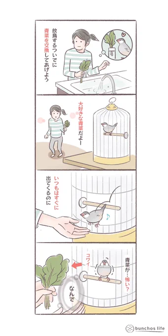 ケージに設置してある青菜は喜んで食べるのに定位置に着くまで怖がるのなんで?
#文鳥 
#bunchoslife 
#4コマ漫画 