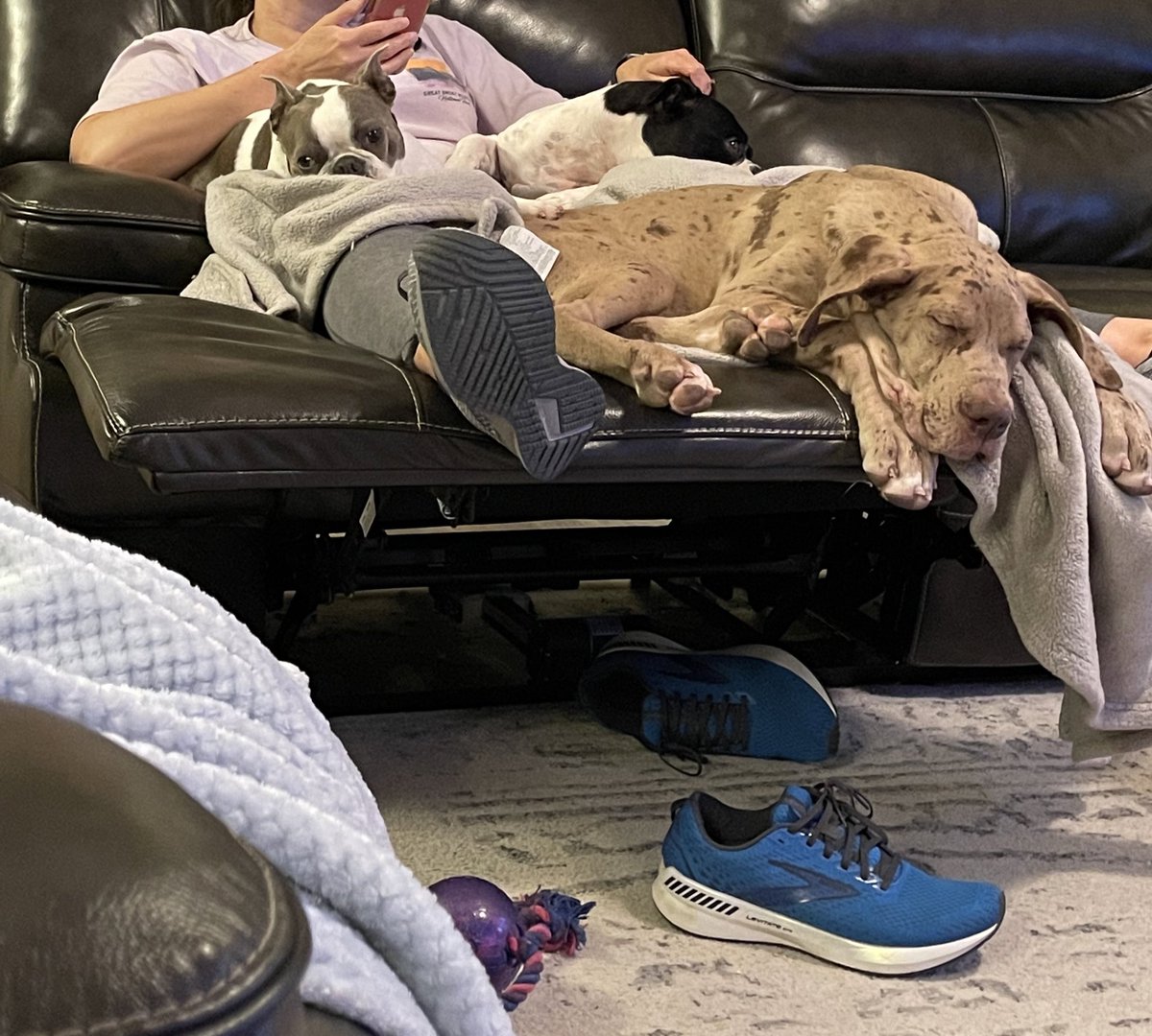 Who needs blankets when you have this much love laying on you? #pets #dogsoftwitter #family #bostonterrier #greatdane