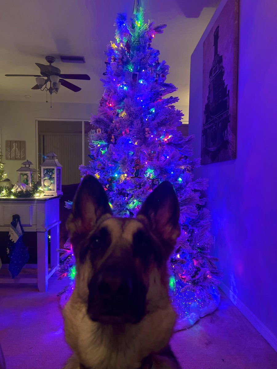 tarynperky's tweet photo. Hahahahah her face #pleaseSir #givemeacommand #iwillserve 🤣🤣 #iamgerman #ispeakforher #ateasesoldier #ChristmasWi #kiwi #GermanShepherd #thebestgirl https://t.co/qXACNaMbug