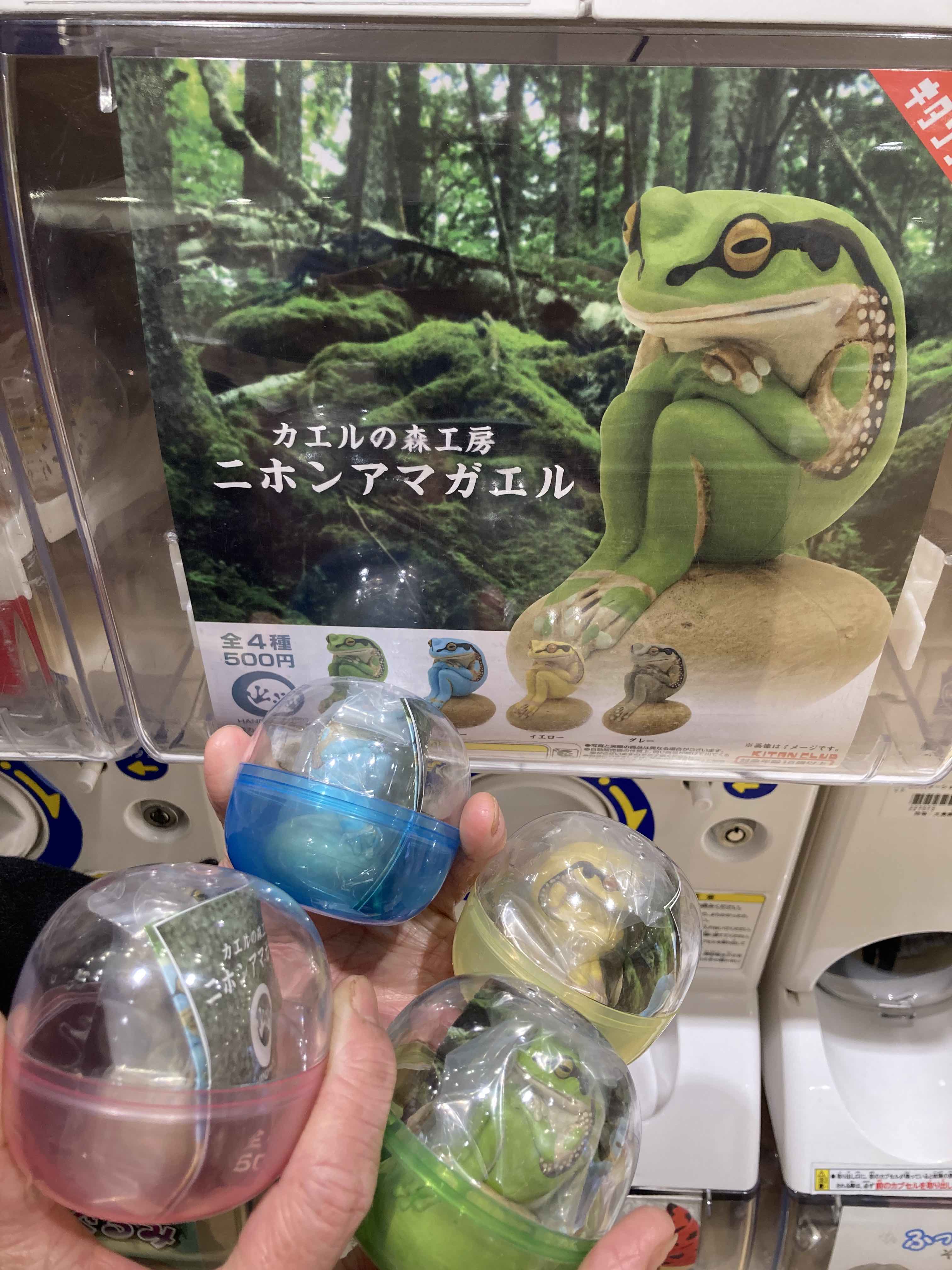 カエルの森工房 Forest Amp Gakuo Japonica Twitter