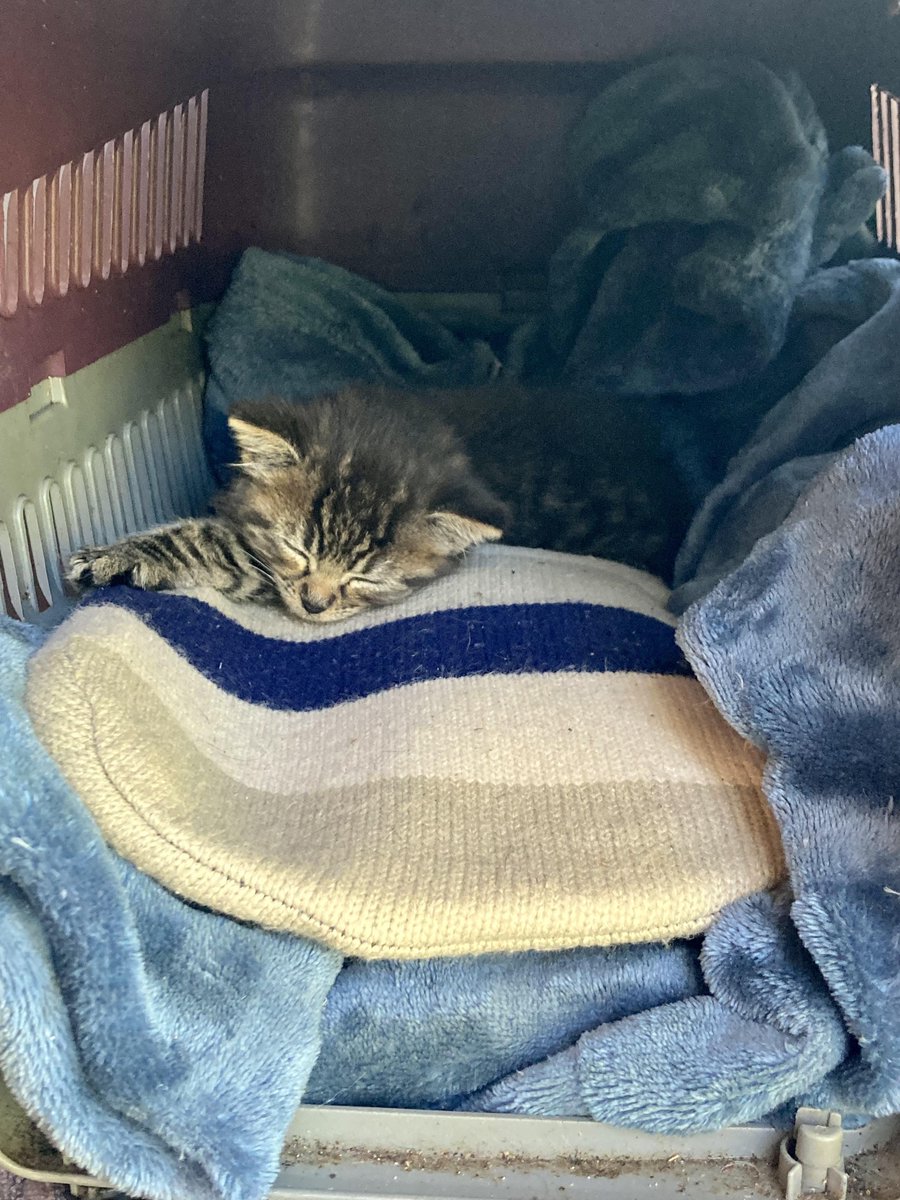 Guess who found a stray kitten? Little baby is snoozing while we wait for mumma to come back. redd.it/z7e9t6