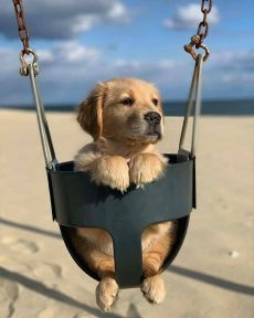 _worldofdogs's tweet photo. Today I tried a swing! #woof #cutedogs https://t.co/ZqFAuOuxwL