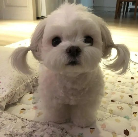 _worldofdogs's tweet photo. New hair who dis? #puppy #cutedogs https://t.co/v0wp9wtNwx