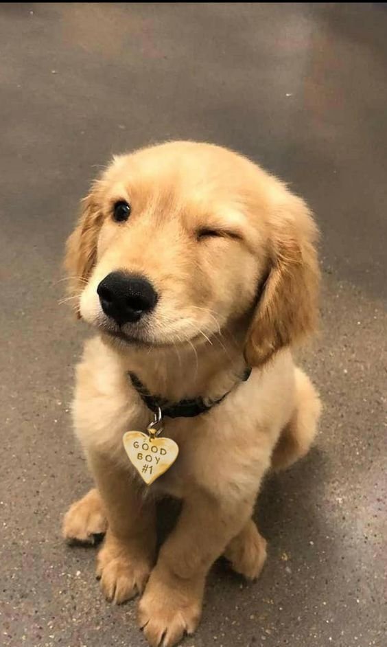 _worldofdogs's tweet photo. I swear I didn't chew your socks! #puppy https://t.co/bG5LpkfbA7