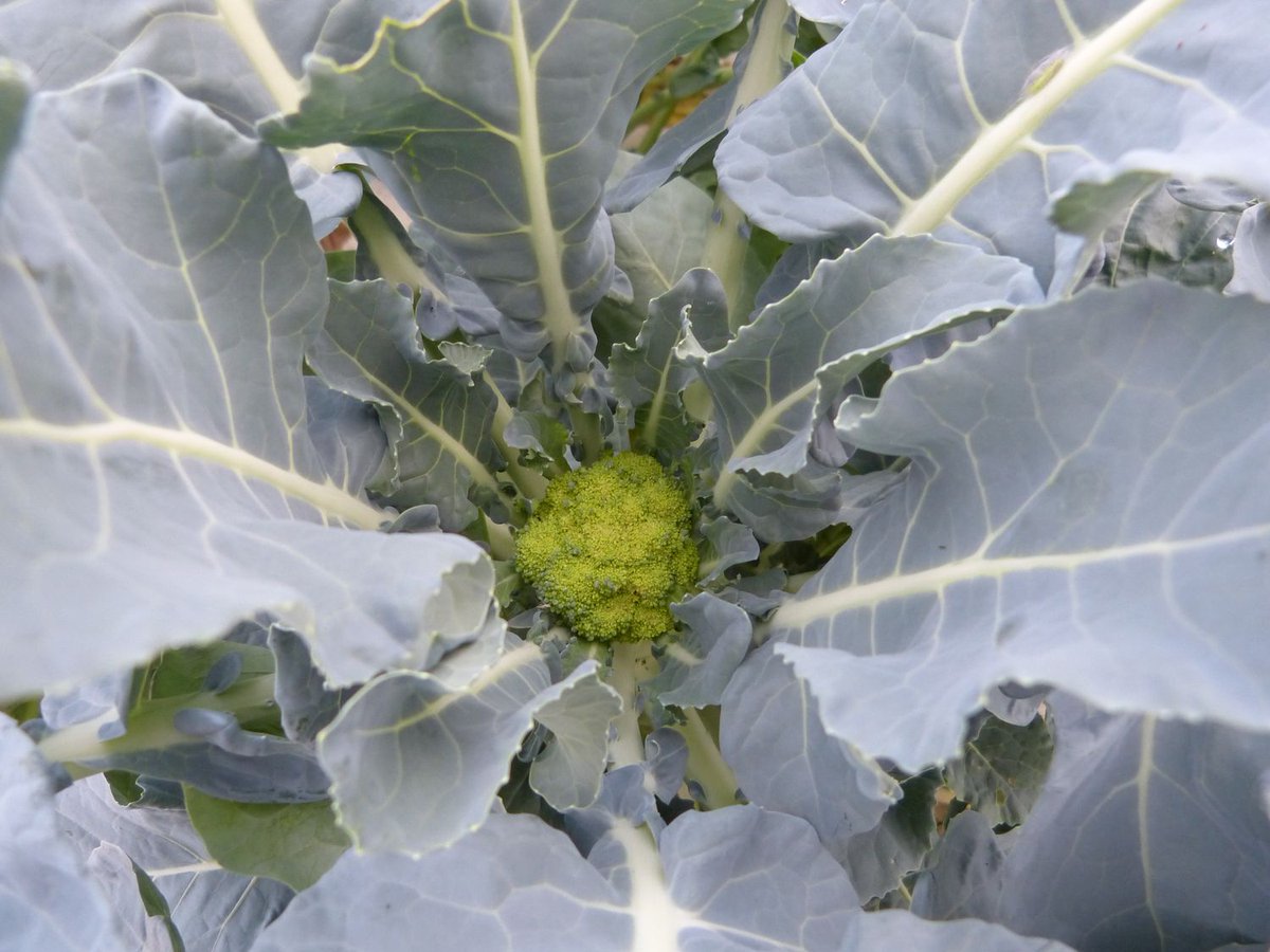AgroSymbiose's tweet photo. 🌱Ca pousse bien ! Les bacs de cultures commencent à se remplir. La serre se verdit quelque peu, ça fait plaisir 😍 !
#cultures #agriculture #aquaponie #serreaquaponique #capousse #maraichage #légumes #aromatiques #grandorb #Bédarieux https://t.co/pt9vO1Fuuq