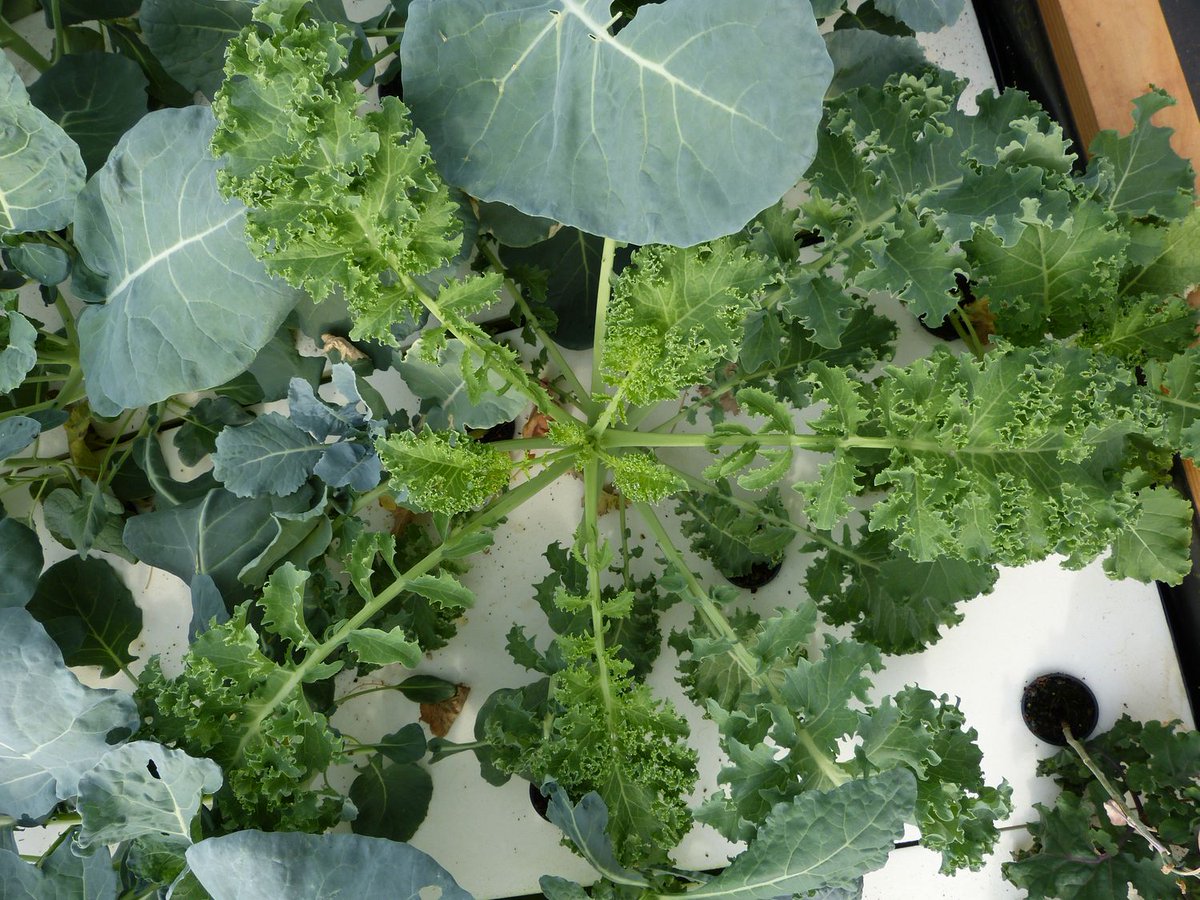 AgroSymbiose's tweet photo. 🌱Ca pousse bien ! Les bacs de cultures commencent à se remplir. La serre se verdit quelque peu, ça fait plaisir 😍 !
#cultures #agriculture #aquaponie #serreaquaponique #capousse #maraichage #légumes #aromatiques #grandorb #Bédarieux https://t.co/pt9vO1Fuuq