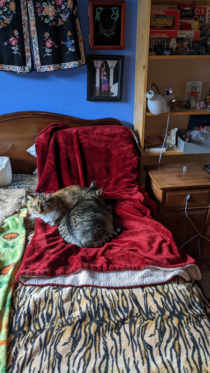 woolgrrl's tweet photo. @literallymecats https://t.co/3vN7auZ7v5