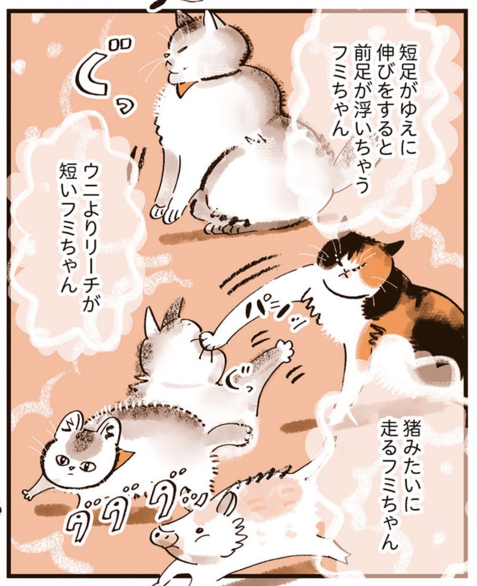 これです。

#うちの猫は仲が悪い 