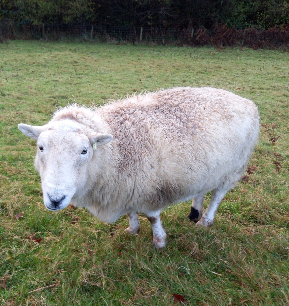 Tiny Tina, the smallest of our Welsh mountain ewes. She's nearly 10 now and has been here since she was 2 days old. When she arrived she was so tiny she fitted into a pint glass!

#animalsanctuary #sheep365 #welshsheep #foreverhome

amazon.co.uk/gp/registry/wi…