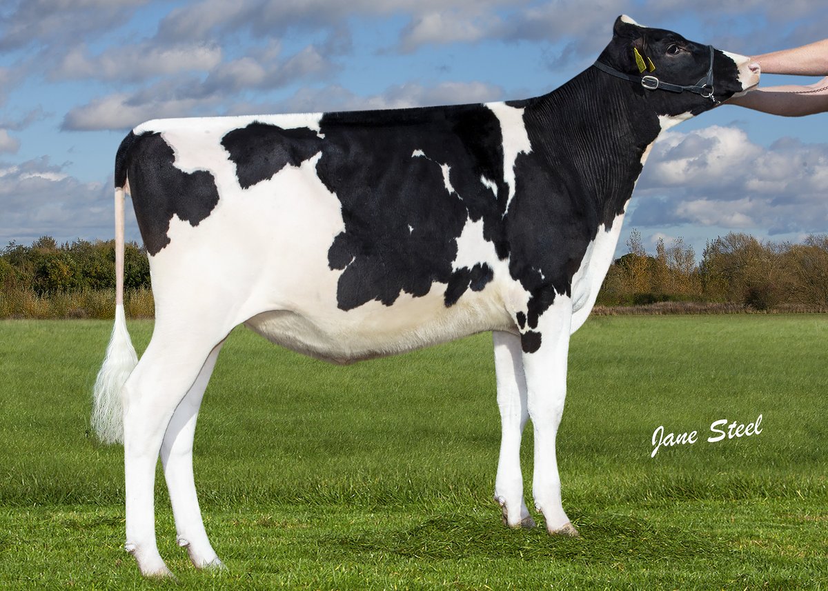 hill010415's tweet photo. We are selling the four best calves born in the last year.  Look out for Lot 53, 60, 62 and 73 @ B&amp;W sale
For more information call Tom on 07532441955
View the online catalogue here ⬇️
https://t.co/uJLUtPVKf7
Online bidding via Marteye
Pls register at least 24 hrs b4 sale day https://t.co/Ekf1s6ziNc
