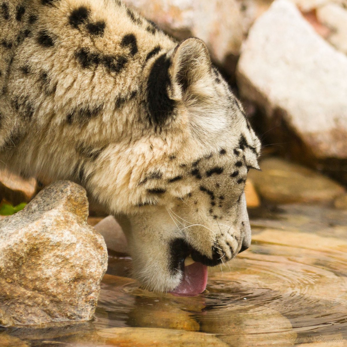 flickrsneps's tweet photo. #snowleopard #ユキヒョウ
https://t.co/o9eJf3WkQS https://t.co/S18OzYKjvc