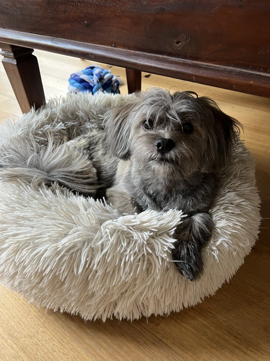 choux_choux's tweet photo. @uhoh_romance Sorry to hear that, I hope you are ok! Here are some pics of fergus. https://t.co/SOUjmSB4w0