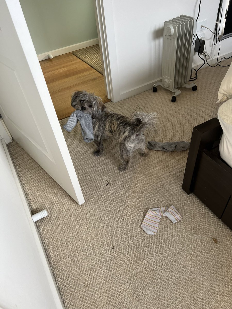 choux_choux's tweet photo. @uhoh_romance Sorry to hear that, I hope you are ok! Here are some pics of fergus. https://t.co/SOUjmSB4w0