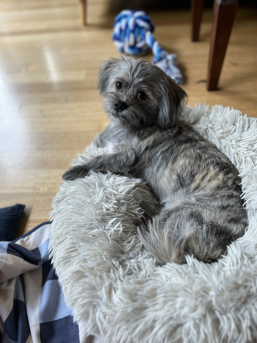 choux_choux's tweet photo. @uhoh_romance Sorry to hear that, I hope you are ok! Here are some pics of fergus. https://t.co/SOUjmSB4w0