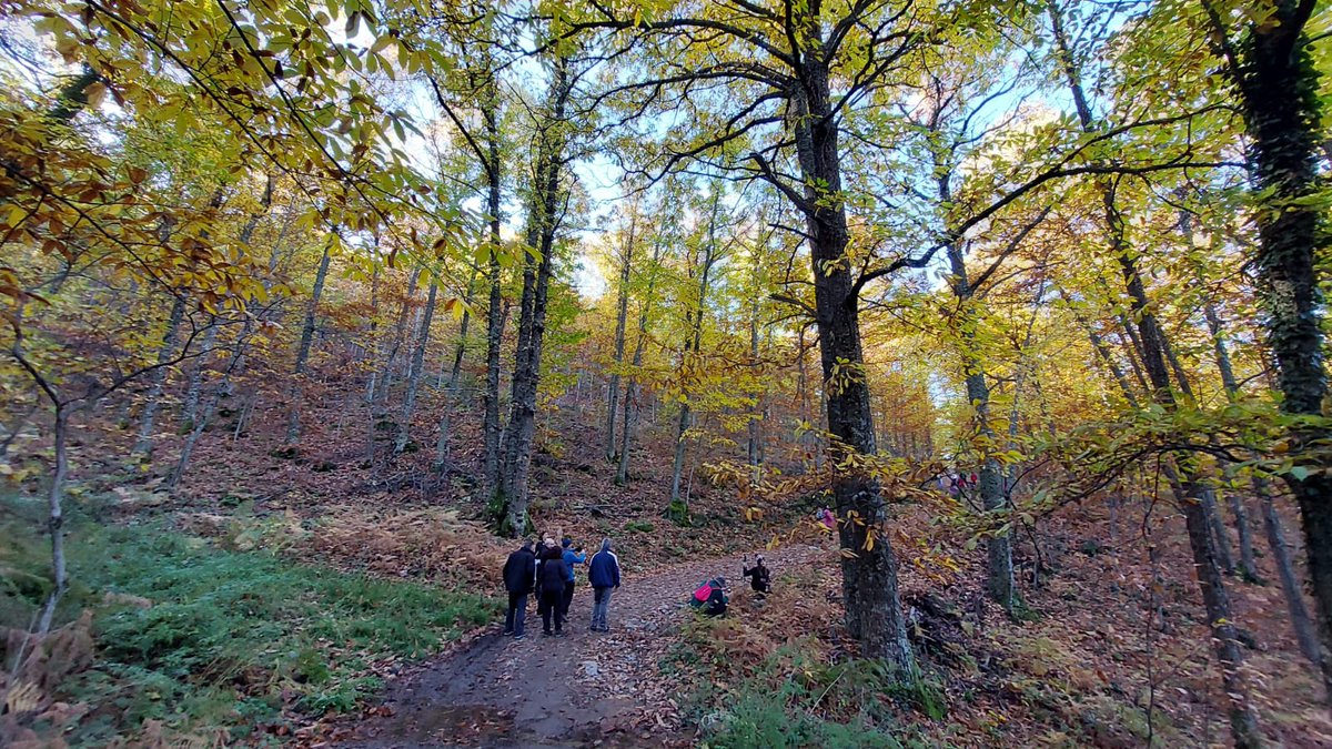 DIVA-AMBROZ tweet media