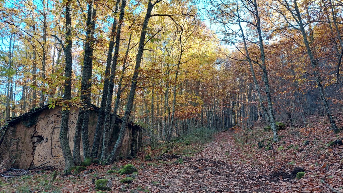 DIVA-AMBROZ tweet media