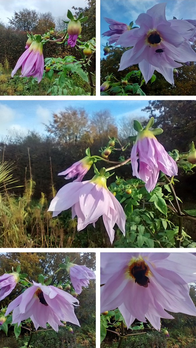 Happy Tuesday to you! My final #AlphabettyBlooms has to be a celebration of the long-awaited blooming of my Tree Dahlia after 7 years😍..usually scuppered by frost, it is a delight😊Enjoy your day and stay safe 🇺🇦💙💛🙏