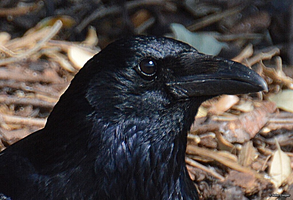 TheSuffolkMan's tweet photo. #Macrow! @birdnames_en #BirdsOfTwitter #BirdsSeenIn2022 #Birds https://t.co/HL4TD8gA9b