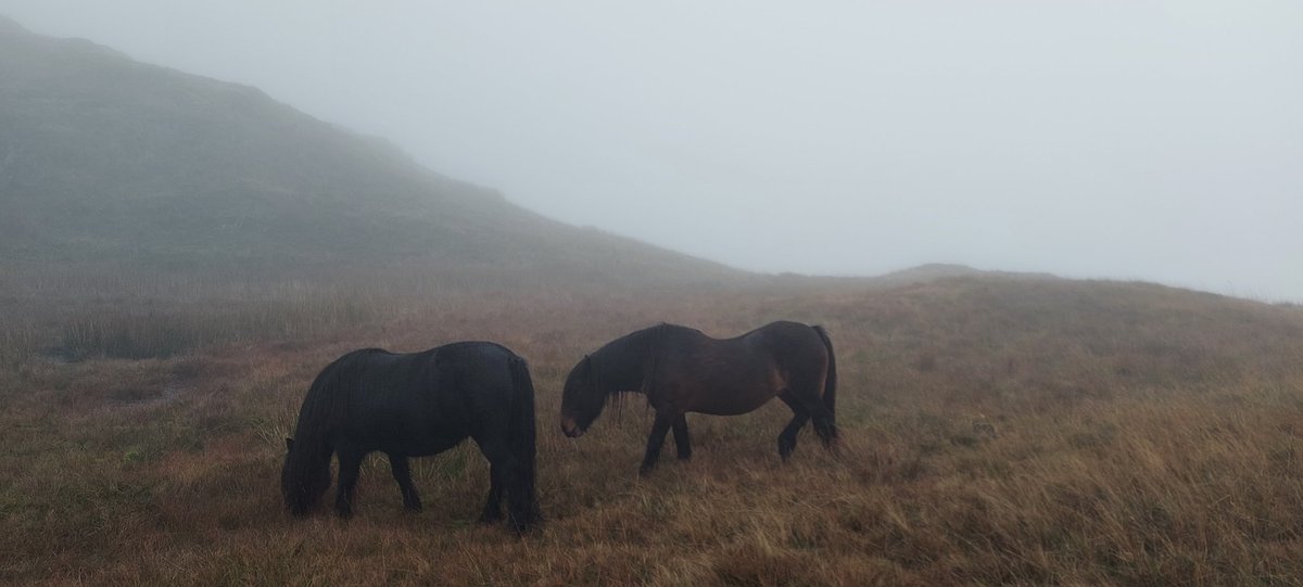ejtegs's tweet photo. Made some friends on a misty Sunday morning #fellponies #wansfellfromtroutbeck https://t.co/xKhZNL989B
