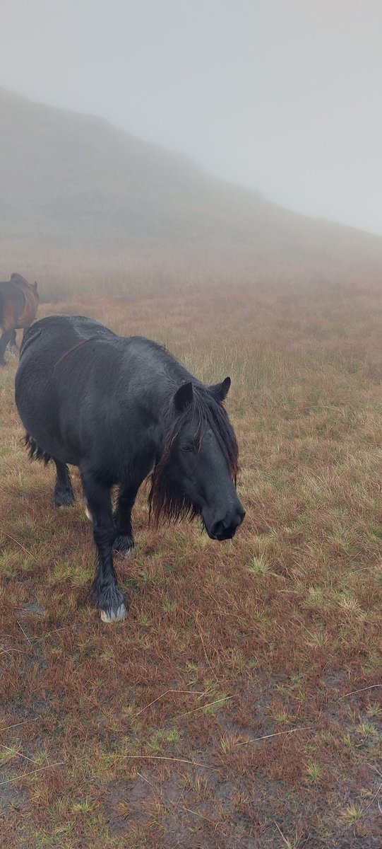 ejtegs's tweet photo. Made some friends on a misty Sunday morning #fellponies #wansfellfromtroutbeck https://t.co/xKhZNL989B