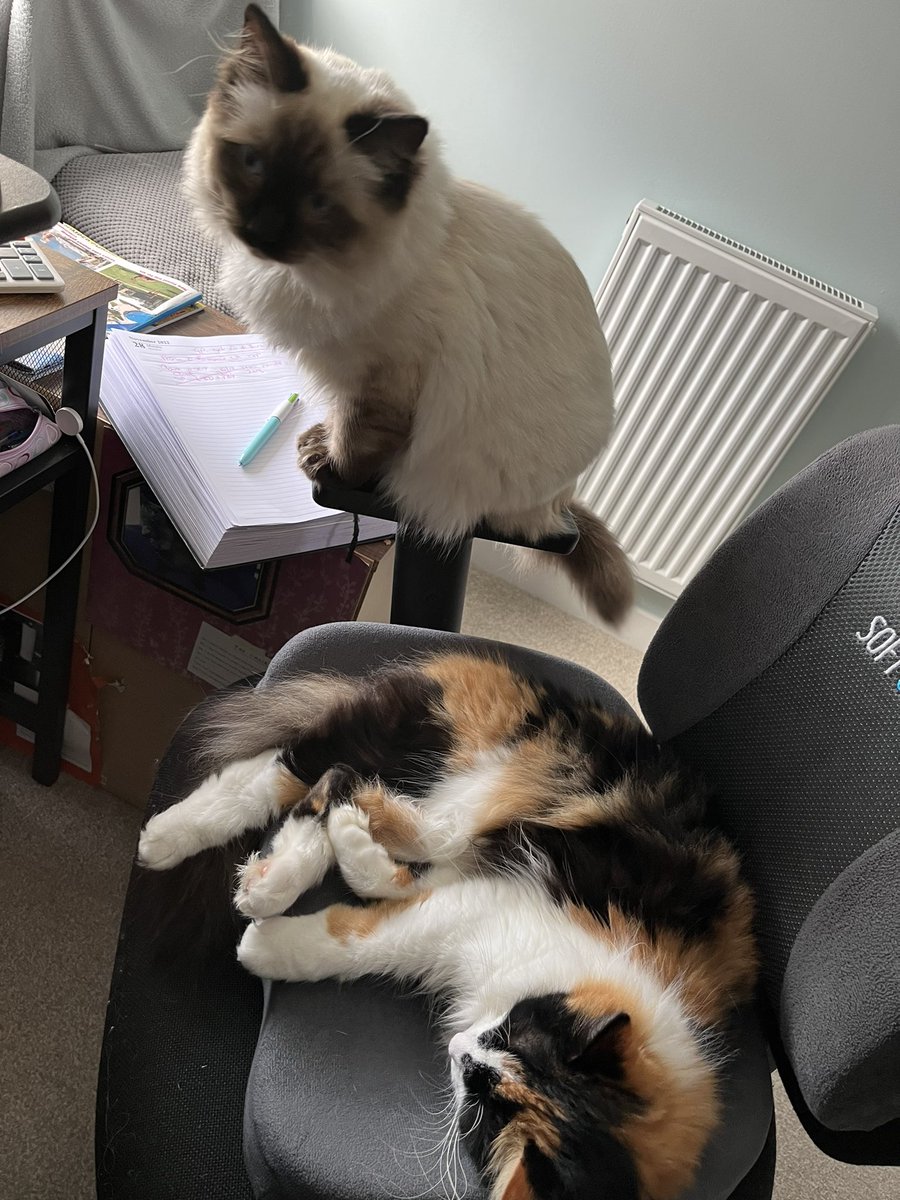 CatkinsMaverick's tweet photo. “There may be trouble ahead…..” 🎤🎼 When one is asleep &amp; one is about to go mental…. 😹😹🐾🐾
#maverick #emmy #CatsofTwittter #CatsOnTwitter #readytopounce #kittentrouble #WorkFromHomeNews  @EJM1978 https://t.co/6QnGCVpUux
