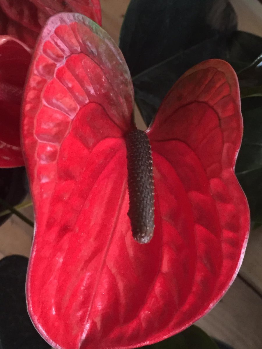 DizzyBigIsland🌋🧷 tweet media