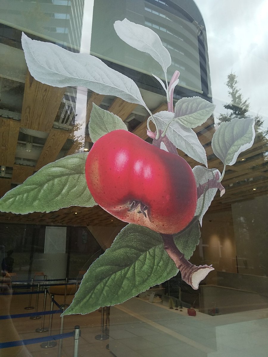 物凄く楽しみにしてた英国キュー植物園おいしいボタニカルアート展に行ってきました
博物画及びボタニカルアートが好きで特に果物が好きで、このウィリアムフッカーの林檎がめちゃめちゃ好きなので入り口でわーーーーーーーー!!!てなりました 