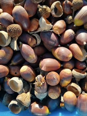 WildFood_PRIMA's tweet photo. Oak acorns have received little attention in the food industry through years. Did you know they're very valued for improving nutrition and supporting livelihoods? 

Actually, they're gaining relevance for the food industry as nutraceuticals and functional foods🌰 #WildFoodProject https://t.co/PLEKYF4PqV